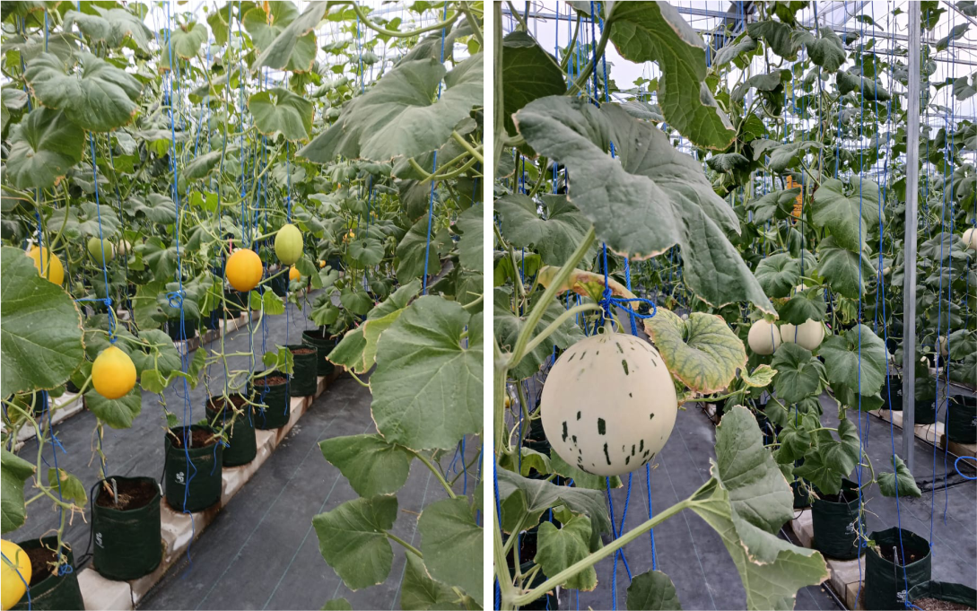 melon