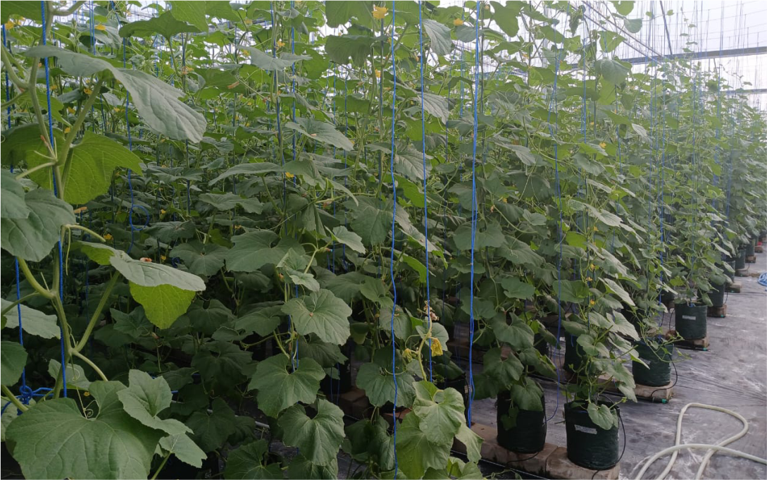 melon tree